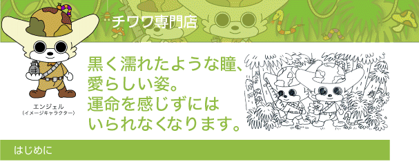 ちわわ専門店